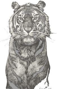 White tiger Magnet