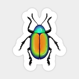 Beetle Magnet