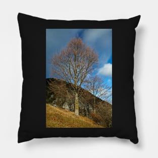 Beech tree on mountain Pillow