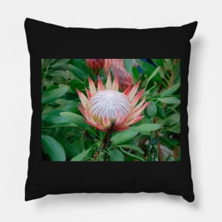 Protea Cynaroides Flower Pillow