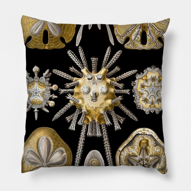 Sand Dollars Echinidea by Ernst Haeckel Pillow by MasterpieceCafe