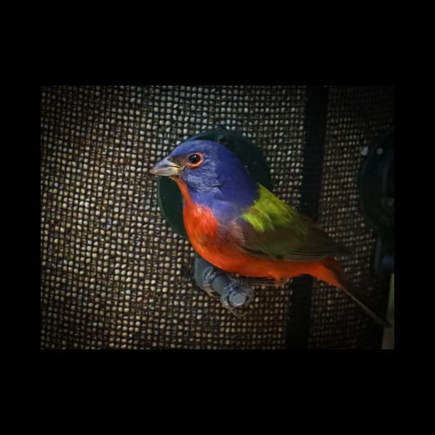 Painted Bunting by Todd Graven Photography 