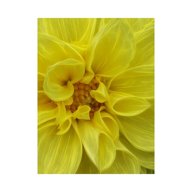 dahlia in full bloom and glowing bright yellow flower head in closeup by mister-john