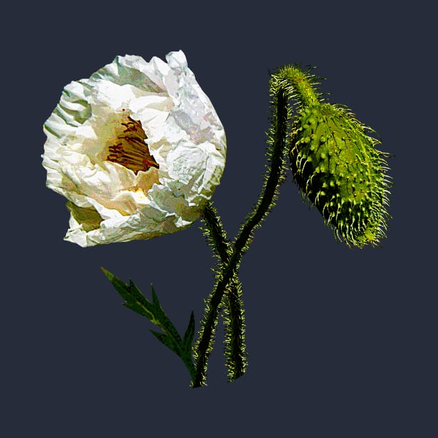 White Poppy by SusanSavad