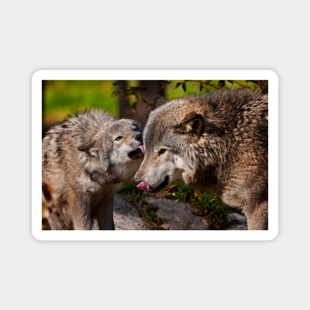 Gray Wolves Magnet by jaydee1400