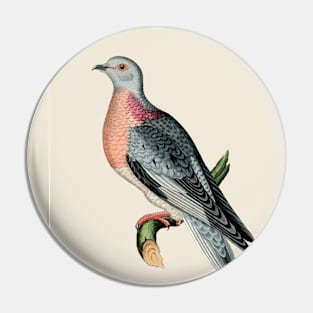 Pigeon Antique Naturalist Illustration Pin