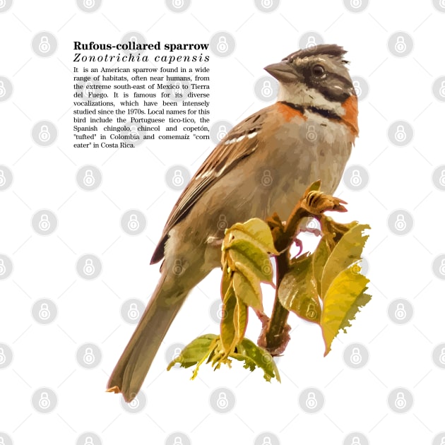 Rufous-collared sparrow bird Black text by Ornamentum