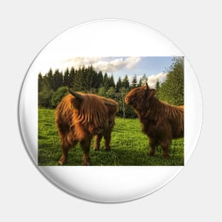 Scottish Highland Cattle Calves 2010 Pin