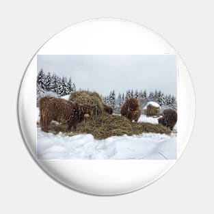 Scottish Highland Cattle Cows and Calves 1700 Pin