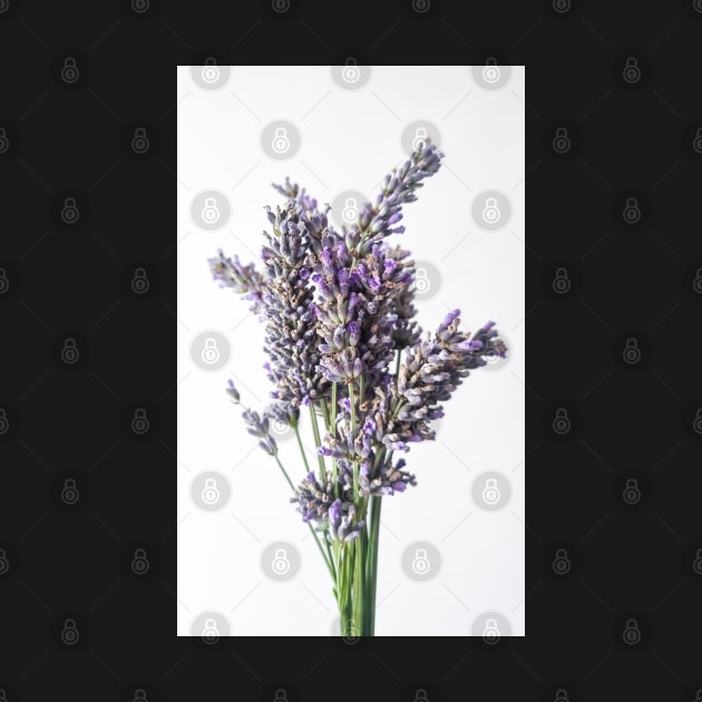 Lavender Flower on White Background by Anastasia-03