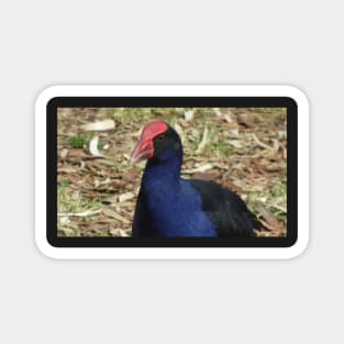 Purple Swamphen Magnet