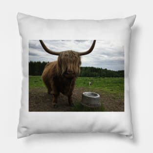 Scottish Highland Cattle Cow and Cat 2411 Pillow