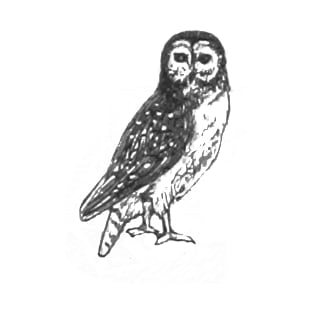 Barn Owl T-Shirt