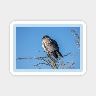 Namibia. Etosha National Park. Gabar Goshawk. Magnet