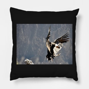 Pérou - canyon de colca, Condor Pillow