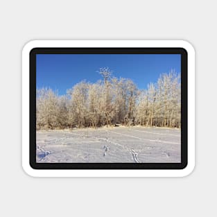 Saskatchewan winter trees Magnet