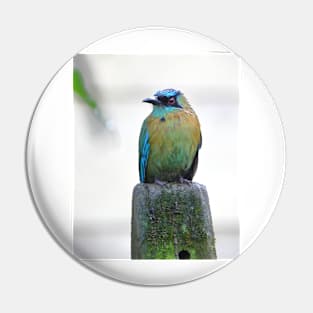 Blue-crowned Motmot Pin