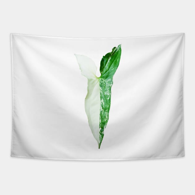 Unique and organic photo of a Syngonium Albo 6 Tapestry by AvonPerception