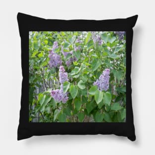 Lilac Pillow