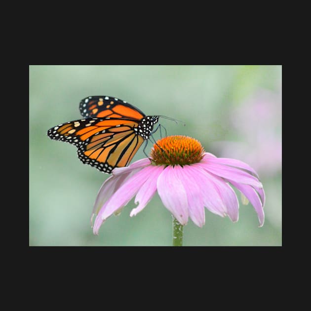 Monarch Butterfly by LaurieMinor