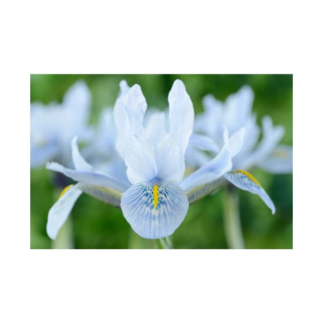 Iris  'Sheila Ann Germaney'  Reticulata by chrisburrows