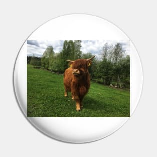 Scottish Highland Cattle Calf 2001 Pin