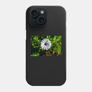 White African daisy or Cape Daisy Phone Case