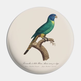 Rainbow Lorikeet juvenile / Perruche a tete bleue jeune age - 19th century Jacques Barraband Illustration Pin