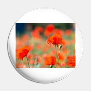 Field of poppies Pin