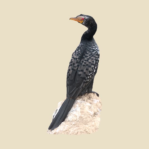 Reed Cormorant - Bird - Africa - Ornithology by T-SHIRTS UND MEHR