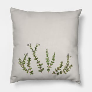 Crassula 'String of buttons' Pillow