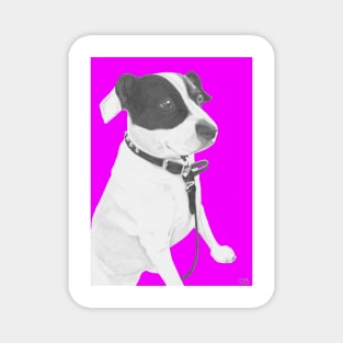 Jack Russell Crossbreed in Pink Magnet