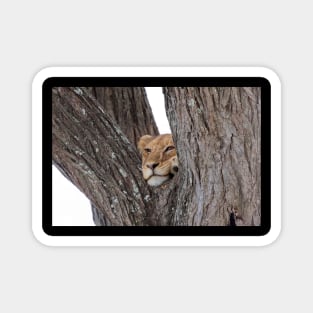 Young Masai Lion on a Tree Magnet