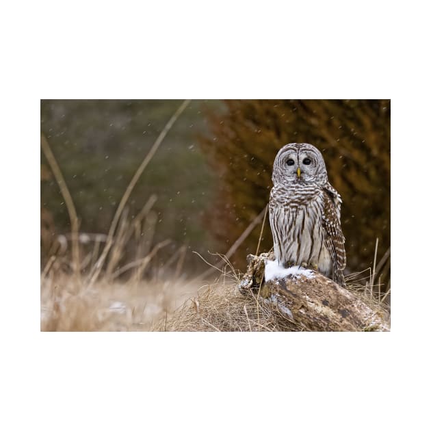 Barred Owl on log by jaydee1400