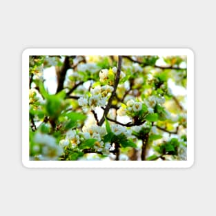 Pear tree branch with niveous flowers standing out from the blossom Magnet