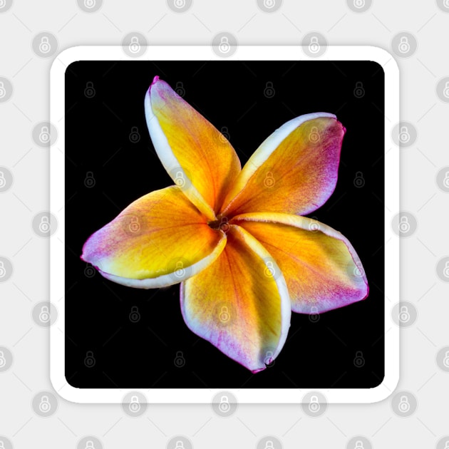 plumeria-flowers-frangipani-floral-blossom-petal-shirtyshirto-34 Magnet by Shirty.Shirto