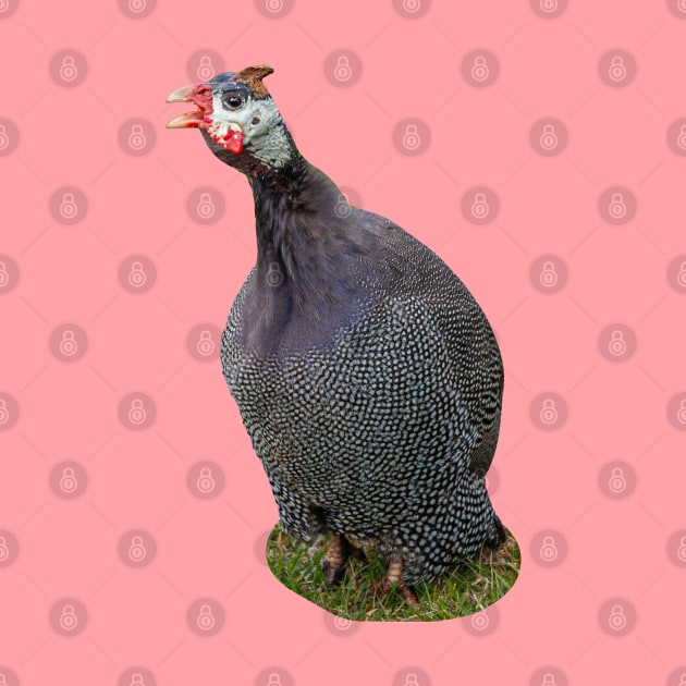 Helmeted Guineafowl by dalyndigaital2@gmail.com