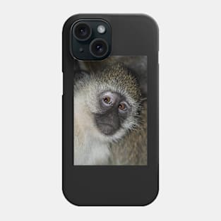 Black-faced Vervet Monkey, Kenya. Phone Case