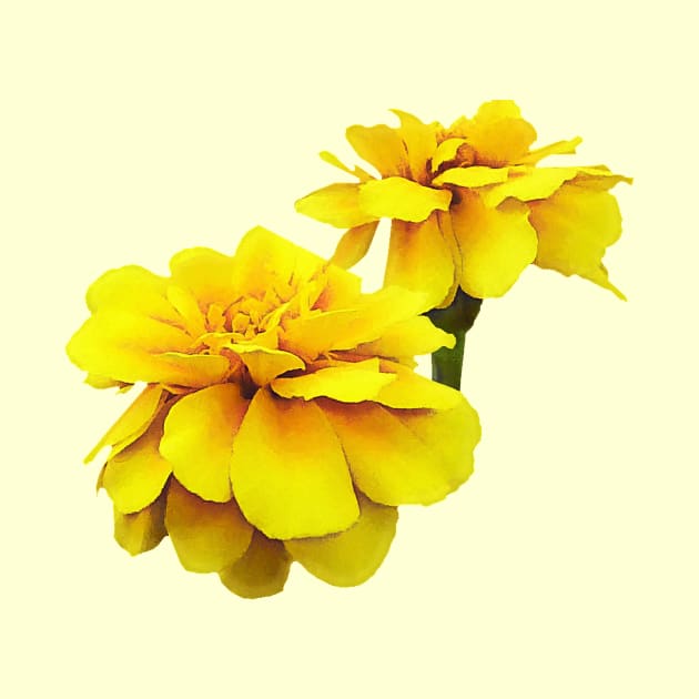 Two Yellow Marigolds by SusanSavad