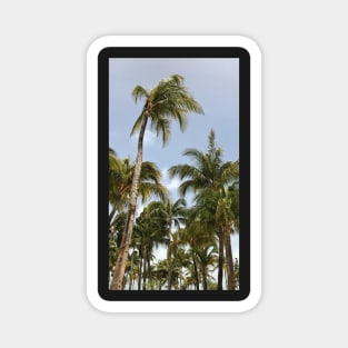 Palm Trees Aruba Caribbean Magnet