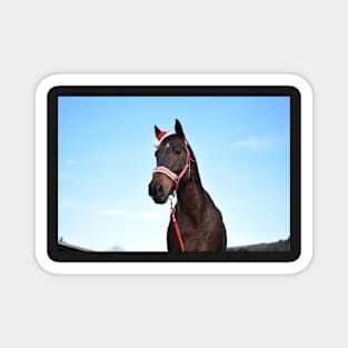 christmas horse photograph Magnet