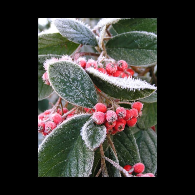 Frost Berries: close-up photo of red berries and green leaves with white frost by AtlasMirabilis