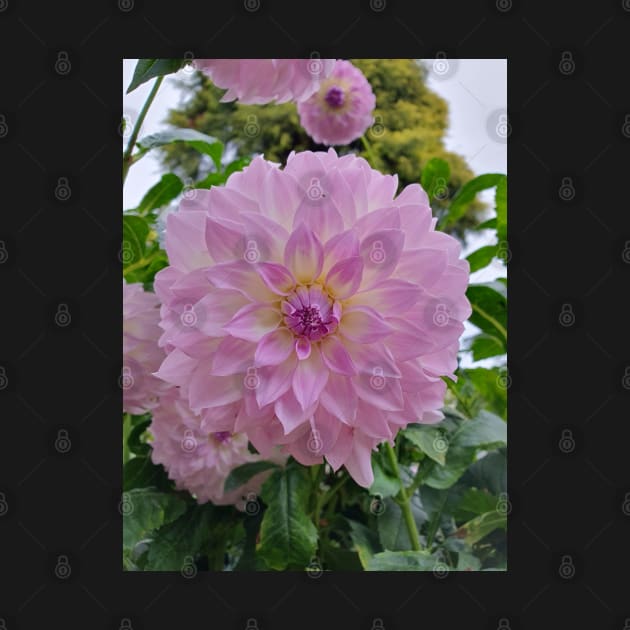 Pale Purple Dahlia by claire-l-page