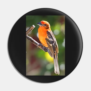 Baltimore Oriole Pin