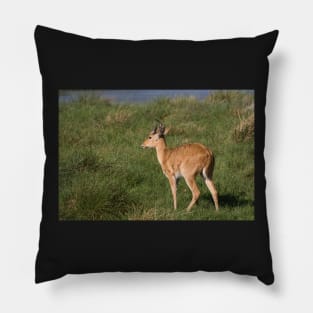 Reed Buck Pillow