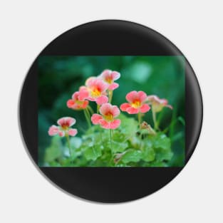 Nasturtium flowers photo Pin