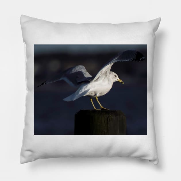 Gull in the Spotlight Pillow by fparisi753