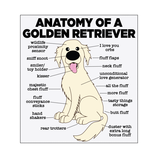 Anatomy Of A Golden Retriever by Mstiv