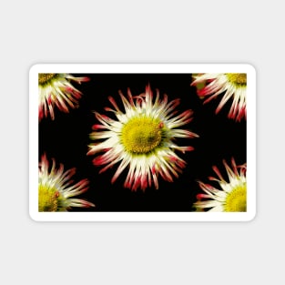 Daisies, Daisies Magnet