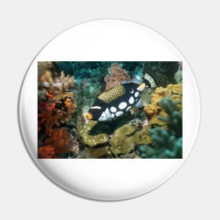 Clown triggerfish (Z605/0978) Pin